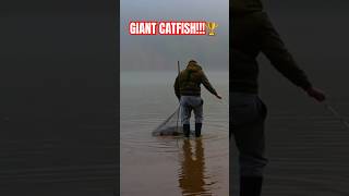 This was a GIANT fishing fish catfish fishonmyfriends quickcatchandrelease fishingvideo [upl. by Tarryn878]