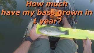 How much have my bass grown in 1 year [upl. by Ottavia765]