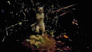 quotGhostquot the rare White Bush Baby [upl. by Tia]