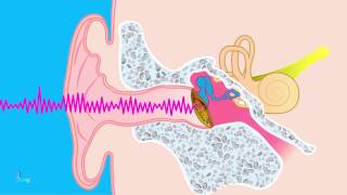 ¿Cómo funciona el oído  Anatomía del oído [upl. by Ahseka]