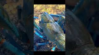 Australian Blue Claw YABBY  Crayfish  Yabbies [upl. by Ridglea]