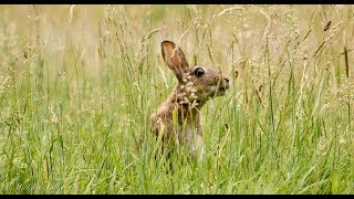 European Rabbit or Common Rabbit Oryctolagus cuniculus  Wildkaninchen 5 [upl. by Yuille82]