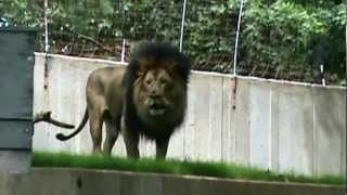 Luke the Lion Roaring at the DC ZOO [upl. by Adabel]