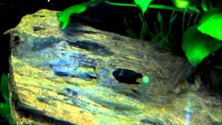 A Quick Guide to Breeding Bristlenose Plecos Ancistrus spp [upl. by Pansir]