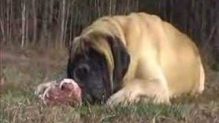 English Mastiff  Diesel  Eating a pork butt [upl. by Calypso639]