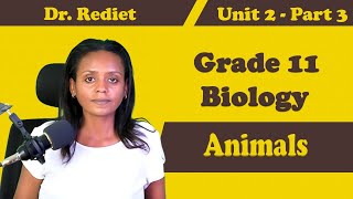 Grade 11 Biology Unit 2 Animals Part 3  Dr Rediet [upl. by Saref517]