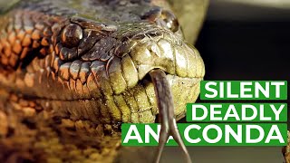 Anaconda  The Silent Killer  Free Documentary Nature [upl. by Asseram52]