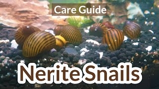 Nerite snails Nerite snail care  Nerite snails guide  Nerite snails in aquarium [upl. by Mellette]