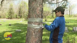 Gypsy Moths Decimate Forests CBS News [upl. by Alebasi]