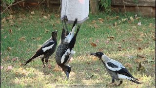 Australian Magpies Hanging Around  Part 1 [upl. by Zoie444]