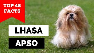 99 of Lhasa Apso Owners Dont Know This [upl. by Zehe759]