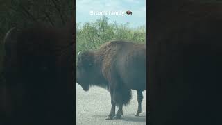 Bison’s family 🦬 crossing roadwildlife bisons texas texasstatepark usa [upl. by Odlopoel]