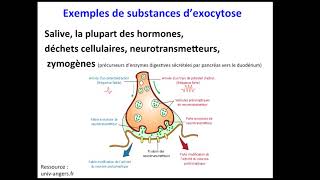 Exocytose [upl. by Ervin]