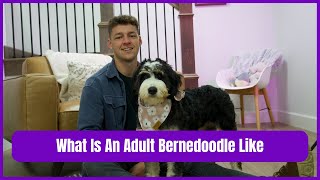 What Is An Adult Bernedoodle Like [upl. by Kraska]