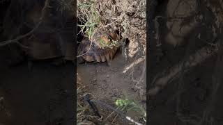 Sulcata tortoise digging burrow [upl. by Ayotol323]