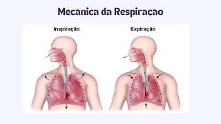 sistema respiratório 🫁 [upl. by Francisca988]