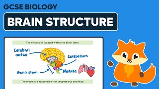 Brain Structure  GCSE Biology [upl. by Ruamaj915]