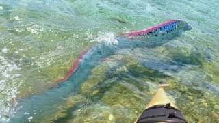 GIANT OARFISH FILMED IN MEXICO [upl. by Nuavahs190]