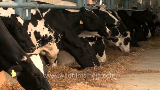 Dairy cows eating hay in Punjab [upl. by Enicnarf921]