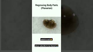 Regeneration body parts of planarian🦪🦪 [upl. by Ellednek674]