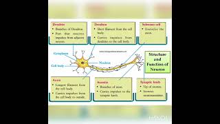 Neurons parts and function [upl. by Dinse]