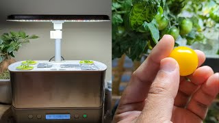 Aerogarden Golden Harvest Tomatoes  Seed to Harvest Across 80 Days [upl. by Bronez]