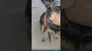 Interdigital cyst in bulldog and french bulldogs Dr Kraemer Vet4Bulldogcom [upl. by Auehsoj]