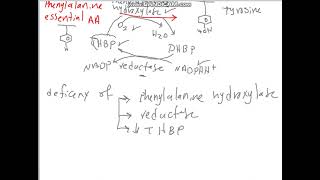 phenylalanine amino acid  phenyl ketonuria [upl. by Dick]