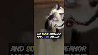 Meet the Siamese Cat Your Playful amp Chatty Companion [upl. by Remle]