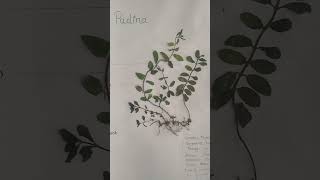 herbarium sheet pudina [upl. by Ydiarf]