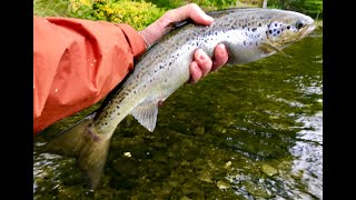 East Outlet Moosehead Lake Maine Part 2  Fly Fishing for Salmon [upl. by Nnylkcaj404]