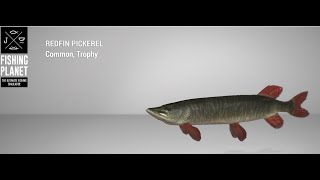 Fishing Planet  Neherrin River  Trophy  Redfin Pickerel  Spin [upl. by Yoshiko220]