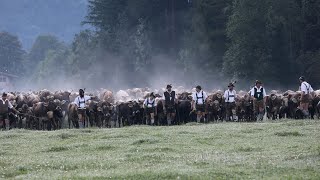 So schön war der Viehscheid in Bad Hindelang 2023 [upl. by Ameline]