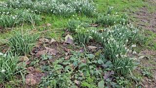 Snowdrops Calke Abbey 2024 [upl. by Earesed]