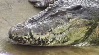 The Crocodile Lolong [upl. by Mab]