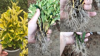 Cutting euonymus in the sand  Easily propagate euonymus varieties at home [upl. by Elakram512]