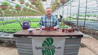 How To Propagate Peperomia The Plant Farm® [upl. by Athal]