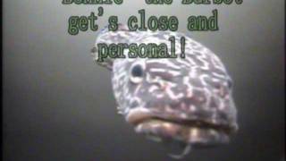 RRO  Burbot Kisses [upl. by Enyawad]