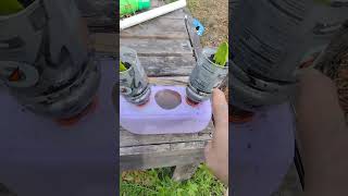 I took a half gallon milk jug and Gatorade bottles turn them into a planter [upl. by Gold117]