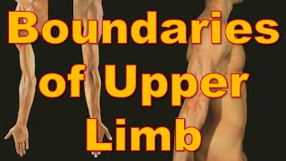 1 Boundaries  Upper Limb  كلية الطب  مادة التشريح  A3  3 [upl. by Sidman929]