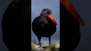 Didn’t know Black Oystercatchers are this chill wildbirdphotography shorebirds beach birds [upl. by Nawk]