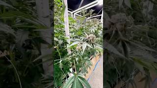 Tap Root Fall 2024 Mixed Light Greenhouse Harvest – Living Soil Grown [upl. by Digdirb]