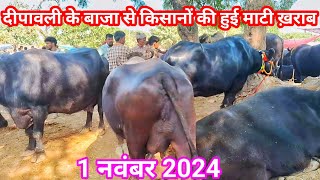 1 नवंबर 2024  pachokhara pashu mandi  pashu mandi  Buffalo Market  popularsumitvlogs [upl. by Ailedo397]