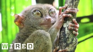 Absurd Creatures  The Tarsier Leaps Like a Superhero Looks Like Yoda [upl. by Aicnetroh]