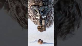 Owls The Most Mysterious Birds of Prey Explainedquot [upl. by Darnall993]