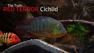 The Truth About The Festae Cichlid [upl. by Semele]