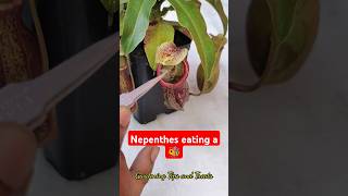 Feeding my Nepenthes a bee 🐝 nepenthesplant pitcherplants carnivorousplants nepenthes [upl. by Rockefeller579]