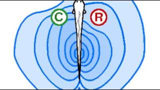 Chemoreception in fish  Wikipedia audio article [upl. by Schaffer]