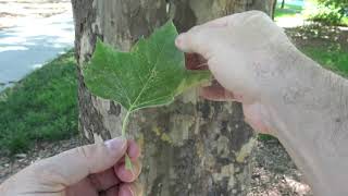 Identifying sycamore [upl. by Maclean]