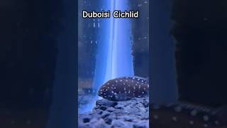 Aquarium Fishtank Beauty DUBOISI CICHLID cichlids aquariumfish fishtanktropicalfishfishhobbyist [upl. by Swann]